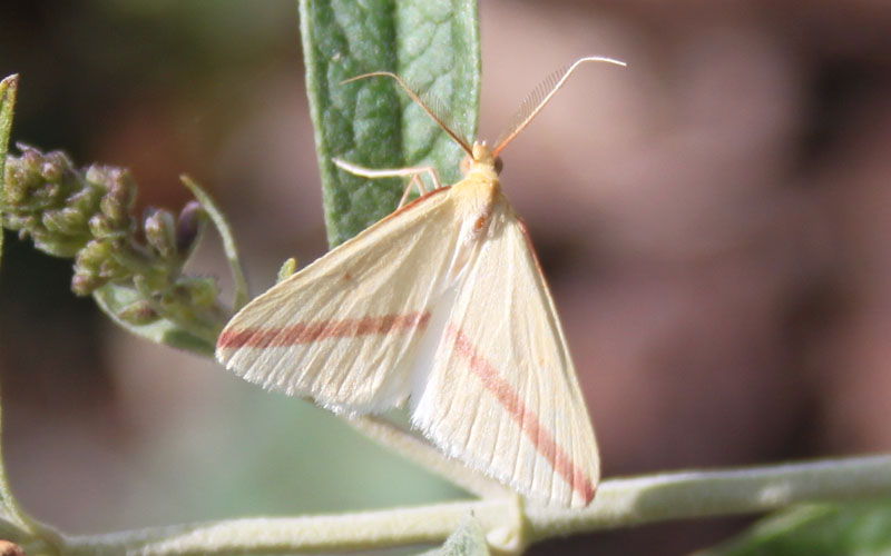 identificazione farfalla